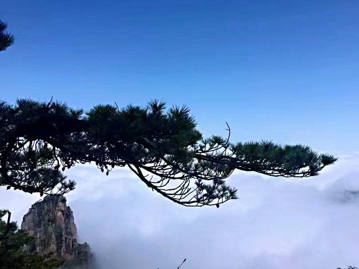 《黄山之旅》这真的只是抛砖引玉,更美的在后面